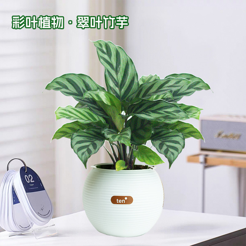 【翠叶竹芋】彩叶植物室内桌面盆栽好养护观叶绿植