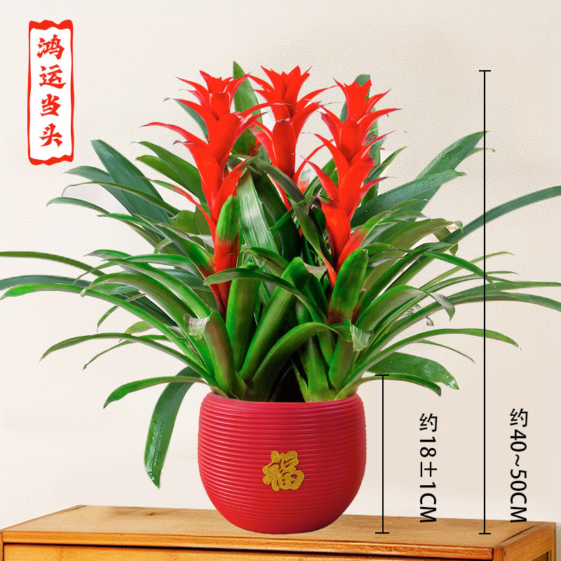 【三颗装鸿运当头】年宵花卉大红星盆栽客厅前台四季开花40-50cm,鲜花速递/花卉仿真/绿植园艺,绿植,淘宝优惠券,粉丝福利购,淘宝优惠卷