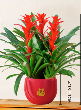 【三颗装鸿运当头】年宵花卉大红星盆栽客厅前台四季开花40-50cm