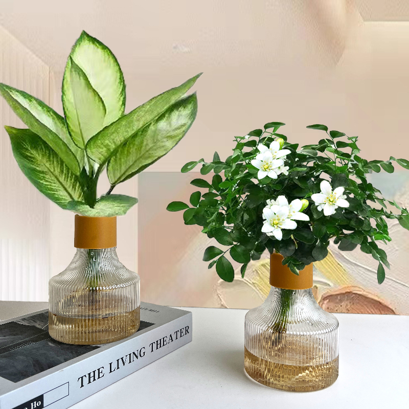 【买一送一】玛丽安九里香盆栽室内外桌面绿植物好易养活美观