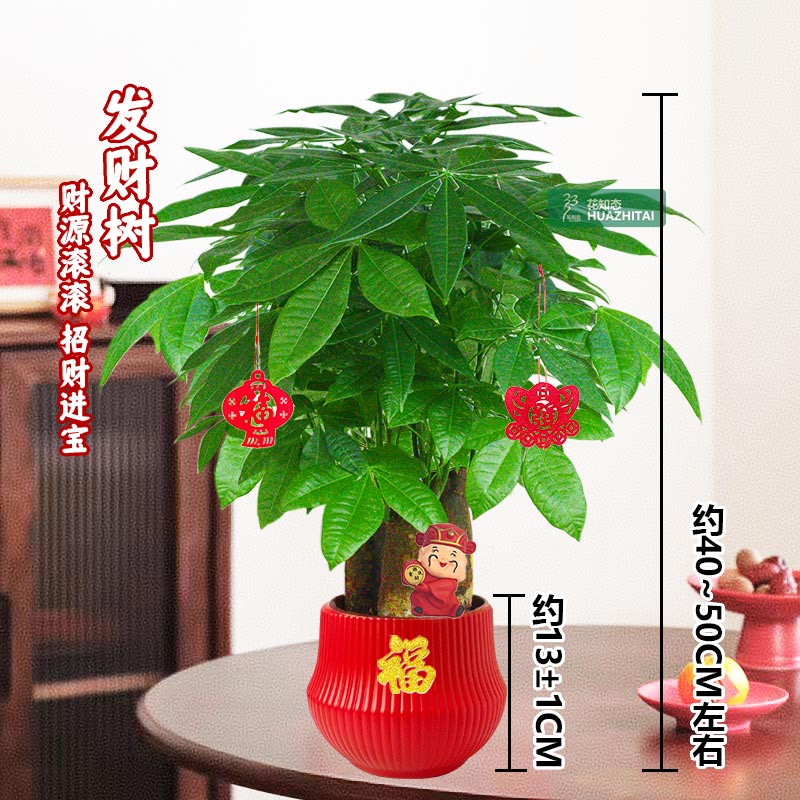 【三杆发财树】耐阴耐旱（40~50CM）花卉好养桌面节日送礼绿植物