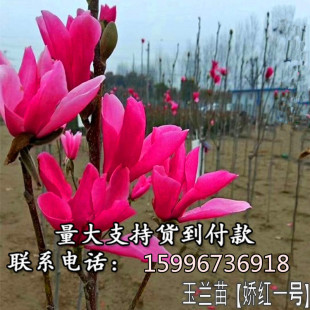 嫁接玉兰树苗紫白玉兰黄玉兰红玉兰花小苗南北方种植庭院绿化苗木