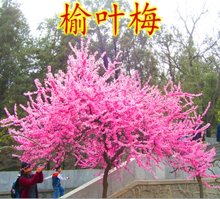 梅花苗榆叶梅树苗盆栽苗庭院耐寒植物观赏树苗绿化苗木行道树花卉