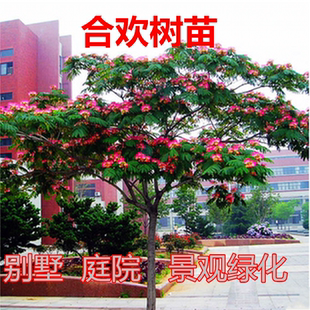 合欢树苗 合欢花小苗 绒花树苗芙蓉树苗庭院植物当年开花绿化苗木