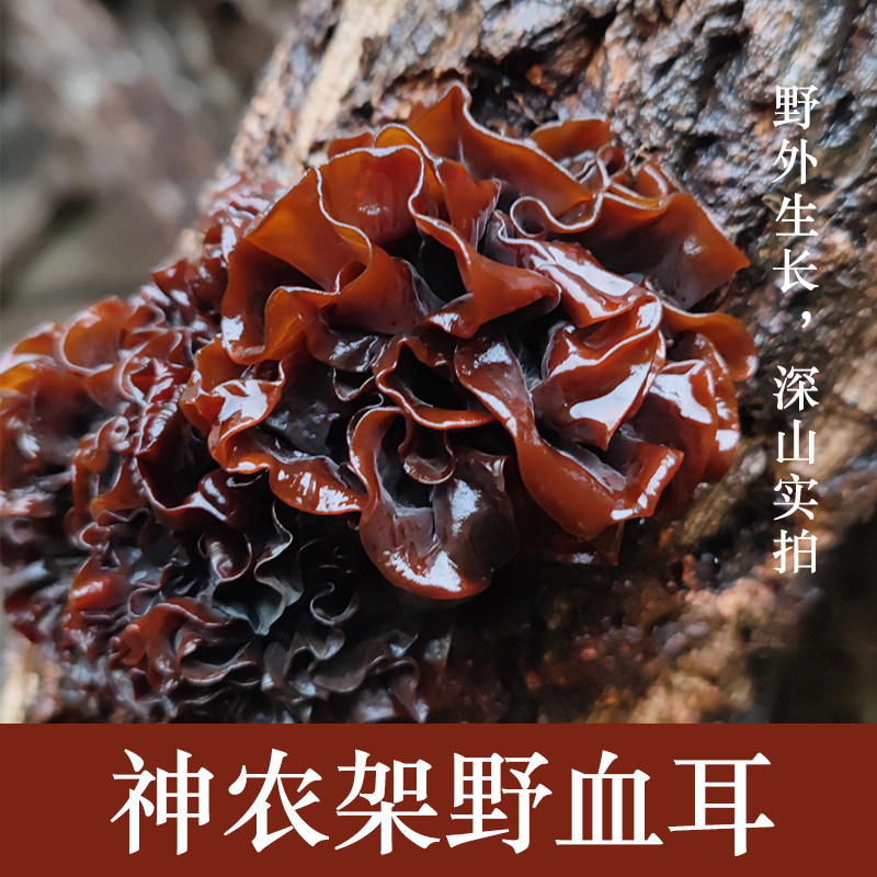 神农架血耳干货深山天然食用农产品野耳30g,粮油调味/速食/干货/烘焙,特色干货及养生干料,淘宝优惠券,粉丝福利购,淘宝优惠卷