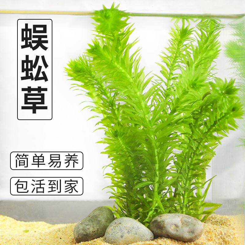 蜈蚣草金鱼繁殖水草新手阴性有茎类后景鱼缸装饰植物增氧净化水质