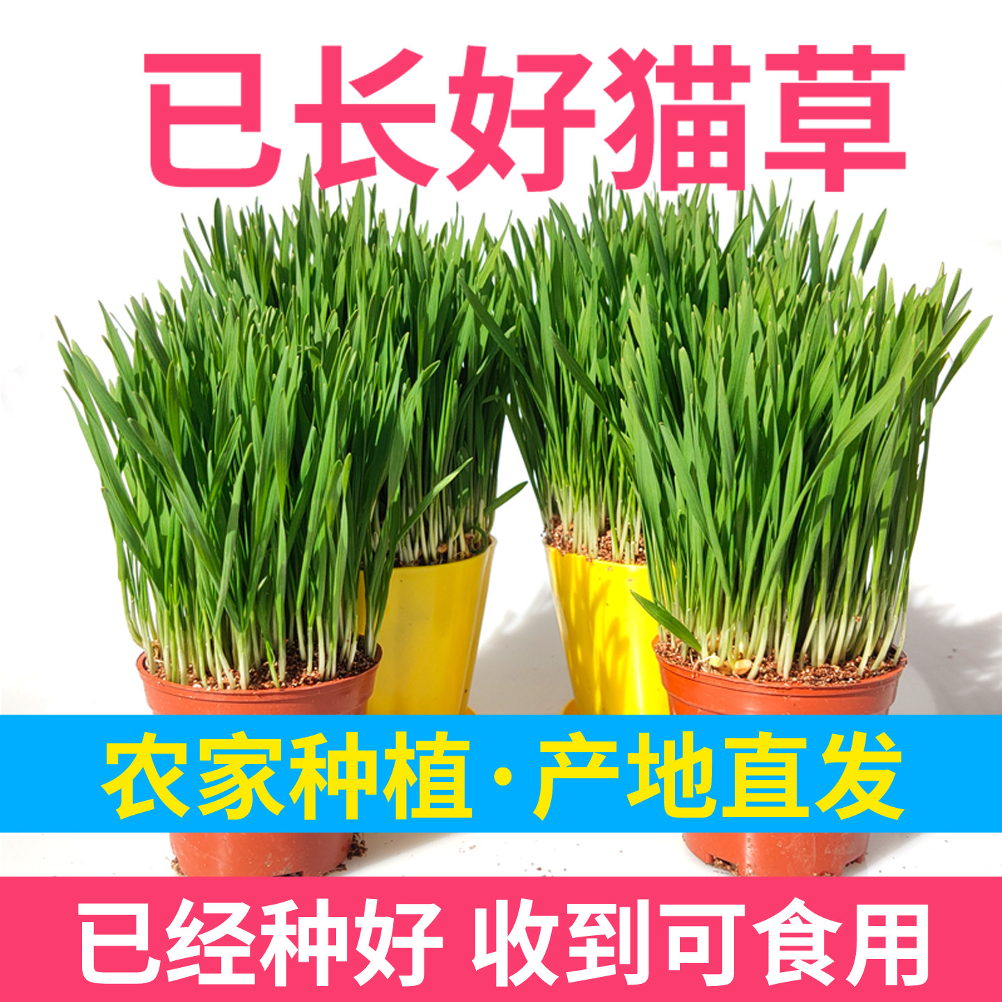 猫草已种好猫草猫零食化毛球