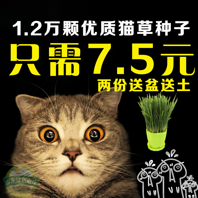 2份再送盆可吃猫草种子