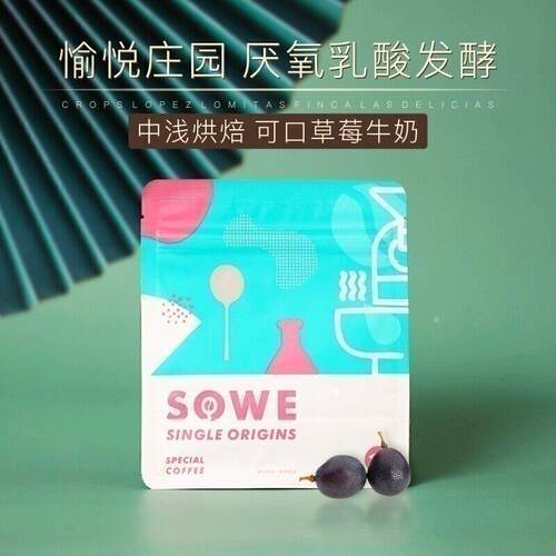 凑味棕榈树与大嘴鸟哥伦比亚120g
