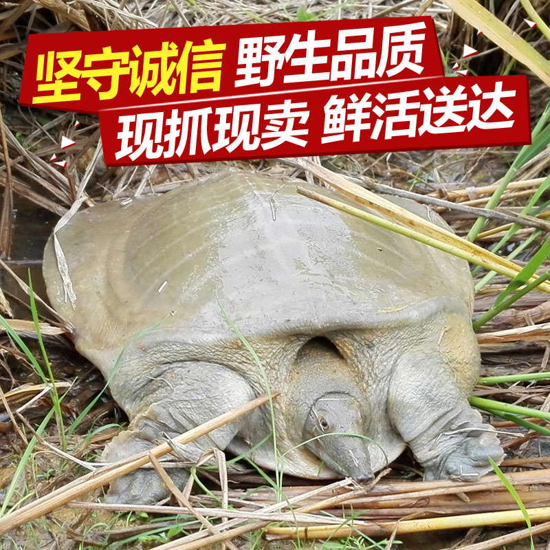 生态甲鱼活体外塘大甲鱼野外新鲜水鱼团鱼脚鱼老中华鳖黄沙鳖 3斤