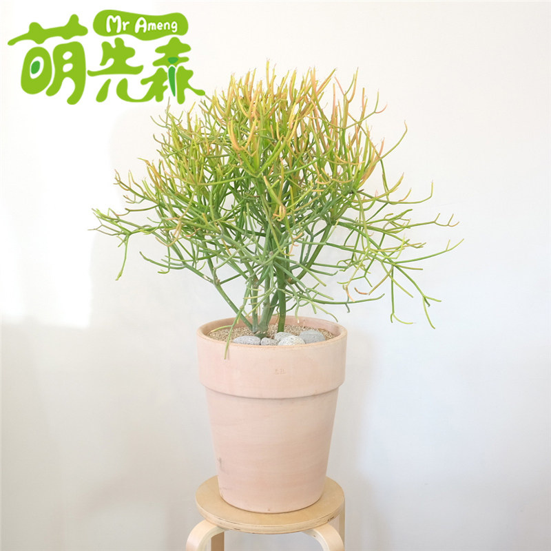 南非火焰木 光棍树锦红珊瑚冬天变红大型植物仙人掌多肉绿植盆栽