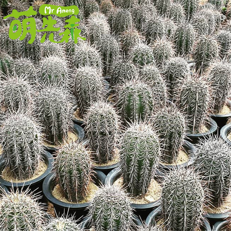 大型仙人掌实生苗 巨人柱仙人柱 弁庆柱多肉植物量天尺仙人球