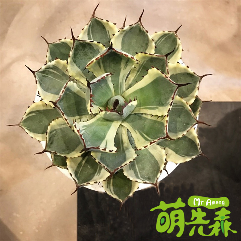 吉祥冠锦 龙舌兰科属绿植盆栽  吉祥冠大型沙生造景多肉植物