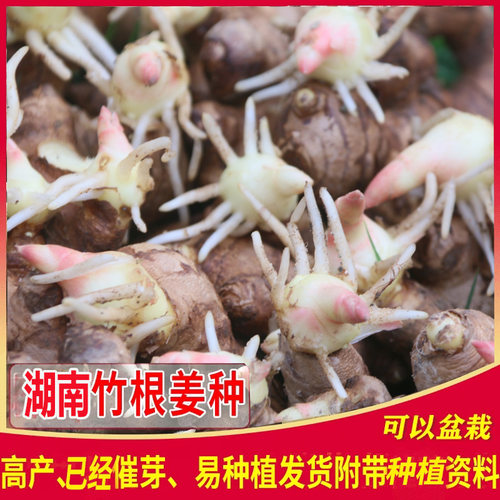 竹根生姜种子姜催带芽