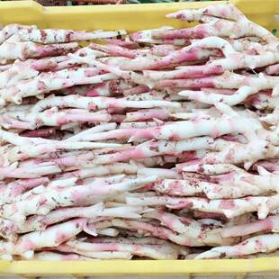 子姜新鲜嫩姜5斤包邮生姜湖南江永香姜食用仔姜醋泡带泥现挖现发
