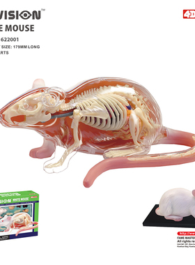 Support Exporting Overseas白老鼠模型解剖模型4D master