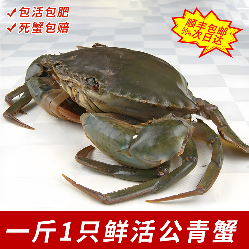 三门野 生鲜活公青蟹超大特大一斤1只超值处子蟹红鲟肉蟹水产海鲜