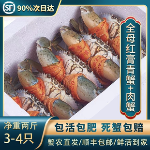 三门野 生鲜活特大青蟹海鲜野生膏蟹全母红膏蟹螃蟹黄油肉蟹红鲟
