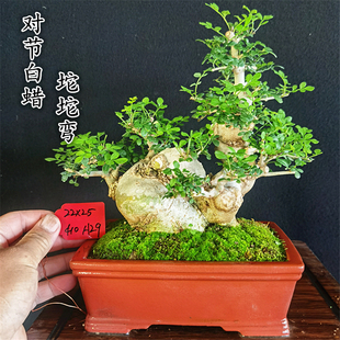 京山对节白蜡矮霸盆景坨坨弯过桥丛林疙瘩临水悬崖耐寒绿植盆栽