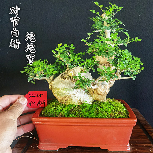 京山对节白蜡矮霸盆景坨坨弯过桥丛林疙瘩临水悬崖耐寒绿植盆栽