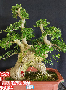 湖北京山对节白蜡年功老桩阳台庭院盆景耐寒盆栽耐热古桩湖北梣
