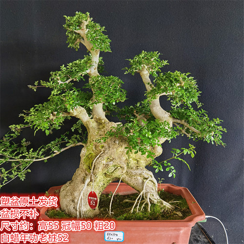 湖北京山对节白蜡年功老桩阳台庭院盆景耐寒盆栽耐热古桩湖北梣