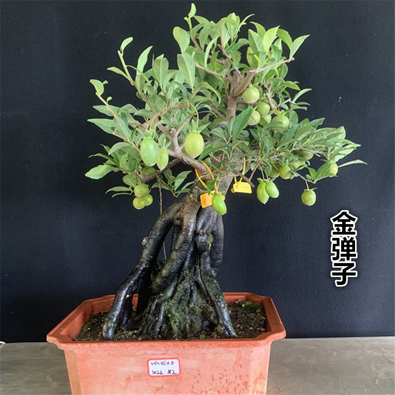 一物一拍金弹子嫁接挂果母桩血红果辣椒果黑塔子花生葫芦瓶兰花