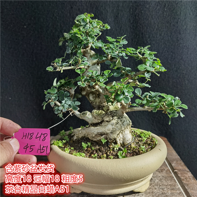 对节白蜡茶台精品小老桩耐寒盆景微型掌中宝迷你窗台阳台绿植盆栽