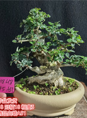 对节白蜡茶台精品小老桩耐寒盆景微型掌中宝迷你窗台阳台绿植盆栽