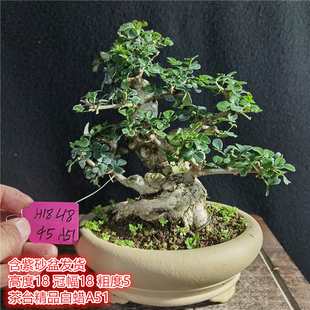 对节白蜡茶台精品小老桩耐寒盆景微型掌中宝迷你窗台阳台绿植盆栽