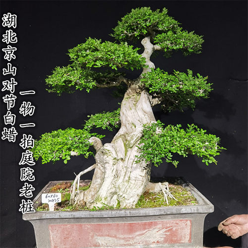 对节白蜡大型庭院老桩盆景别墅大树型对接白蜡耐寒耐热年功老古桩