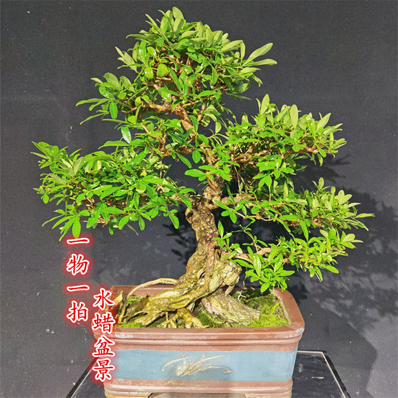 一物一拍水蜡盆景造型熟桩阳台绿植盆栽小叶女贞长青开花茶台老桩