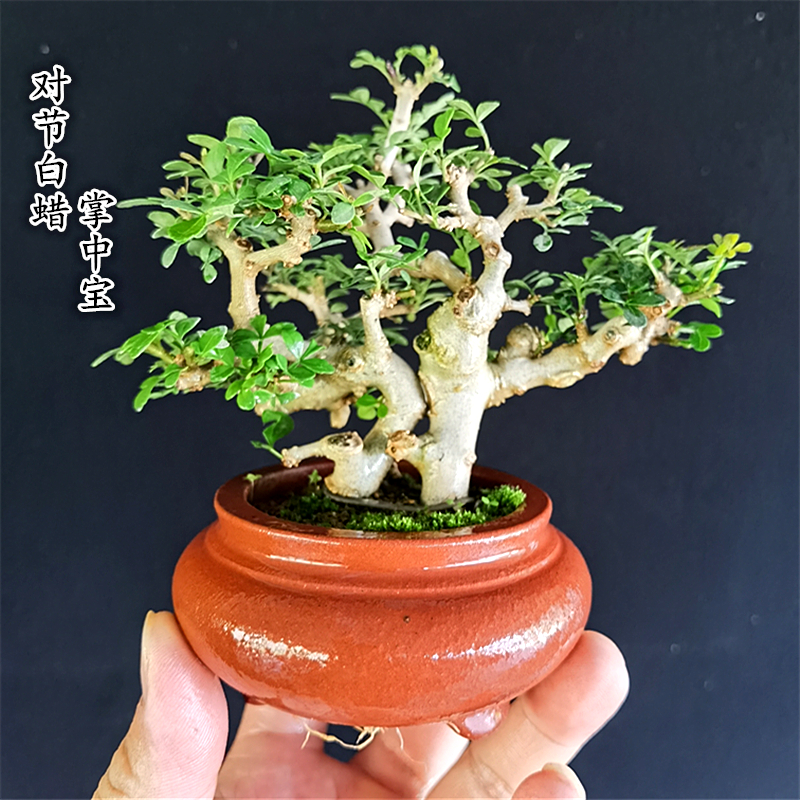 湖北京山对节白蜡掌中宝盆景阳台办公桌室内外微型绿植迷你盆栽