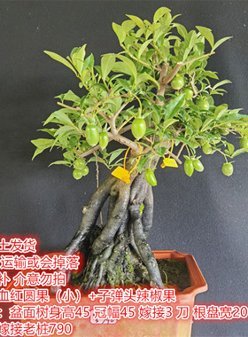 一物一拍金弹子嫁接挂果母桩血红果辣椒果黑塔子花生葫芦瓶兰花