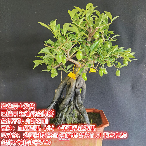 一物一拍金弹子嫁接挂果母桩血红果辣椒果黑塔子花生葫芦瓶兰花