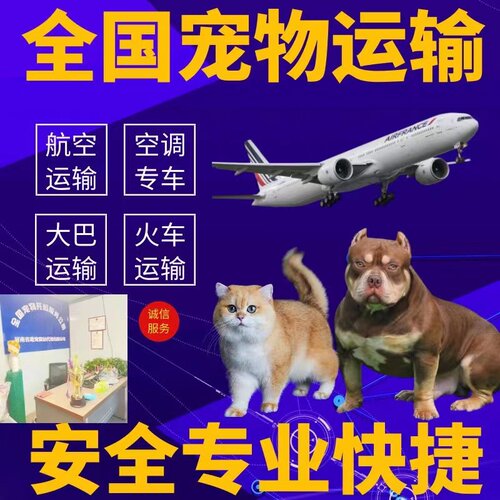宠物托运全国上门接送代办手续