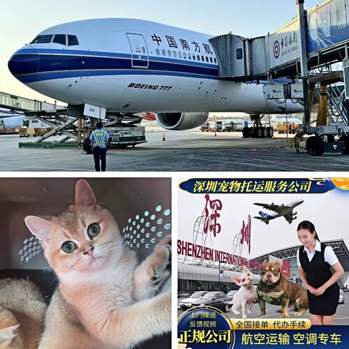 宠物托运服务全国代办手续