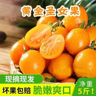漳州新鲜黄金番茄整箱酸甜非千禧樱桃孕妇适宜阳光西红柿黄圣女果