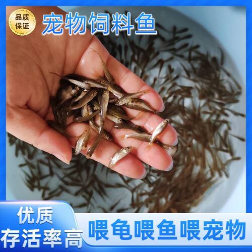乌龟六角猛鱼活饵饲料