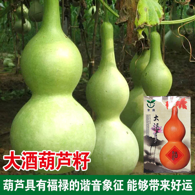 巨型葫芦籽种大全酒葫芦观赏特大籽特大号高产超大葫芦种籽子盆栽