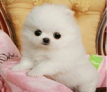 博美俊介茶杯犬长不大迷你比熊小博美犬小型犬泰迪幼犬活体宠物狗|ruв категории животное/Животное питание и принадлежностей, собака - от Buy2taobao.com для оказания профессиональной услуги покупки агента Taobao