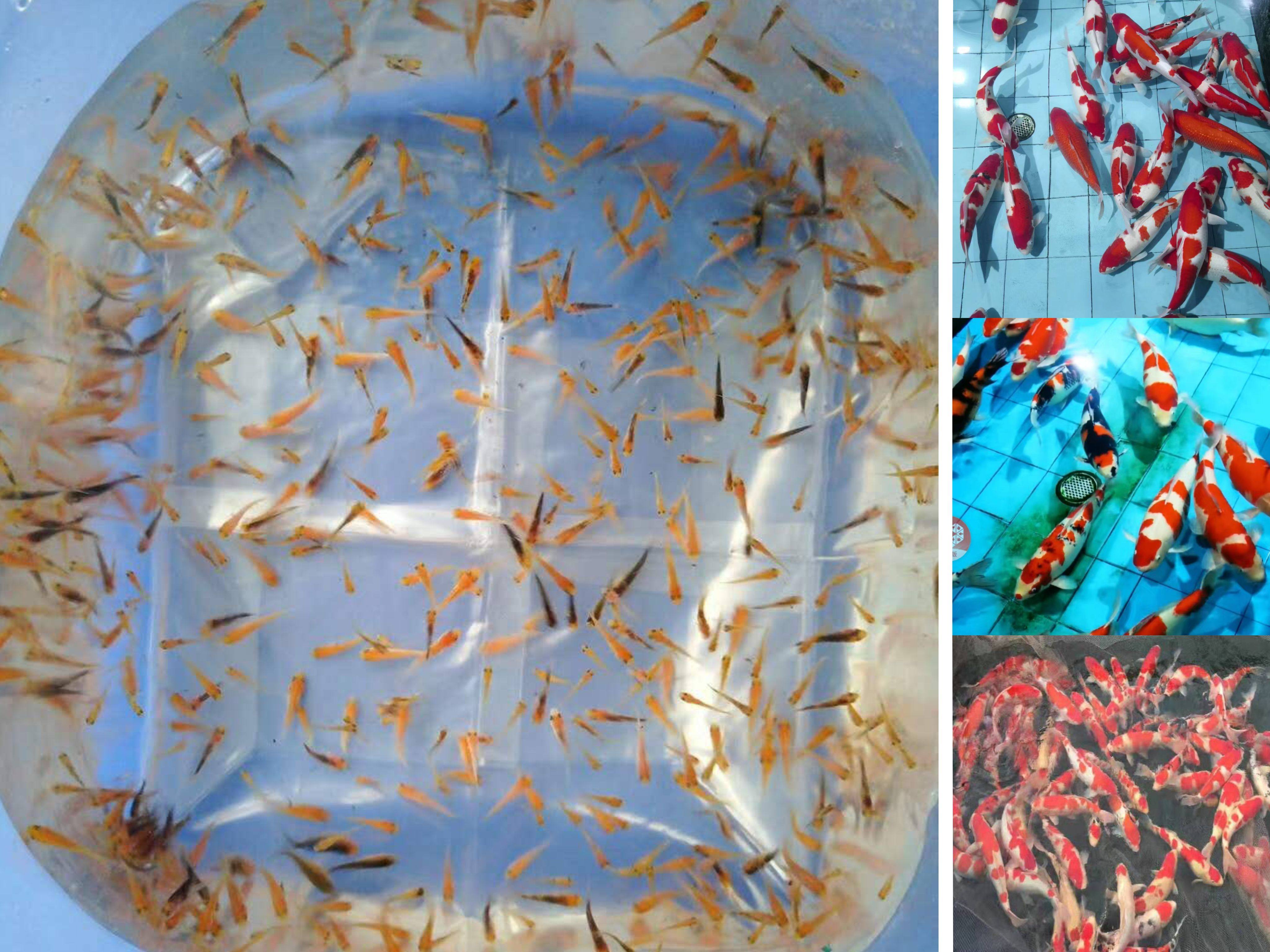 广东纯种锦鲤鱼苗淡水红白昭和大正火鲤白写冷水观赏好养耐活包邮