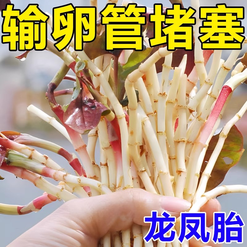 治疗输卵--管堵塞的药通而不畅热敷包宫腔积水粘连促排卵助孕药贴