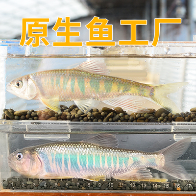 原生鱼工厂长鳍鱲溪石斑宽鳍鱲马口鱼鳑鲏冷水鱼溪流缸观赏鱼好养