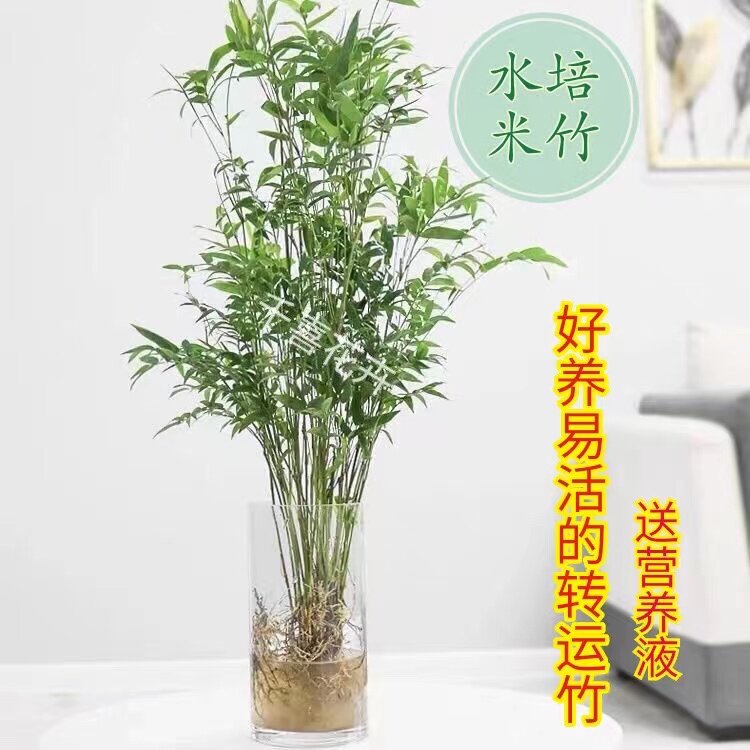 米竹水培植物室内盆栽微观盆景凤尾竹观音竹四季常青好养易活竹子_虎窝淘