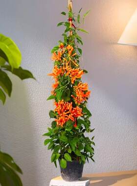 【含原土原袋】炮仗花爬藤植物长藤鞭炮花卉四季绿植盆栽庭院批发