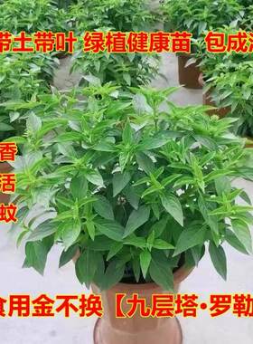 九层塔新鲜可食用潮汕金不换罗勒薄荷辣椒苗室内外阳台庭院盆栽