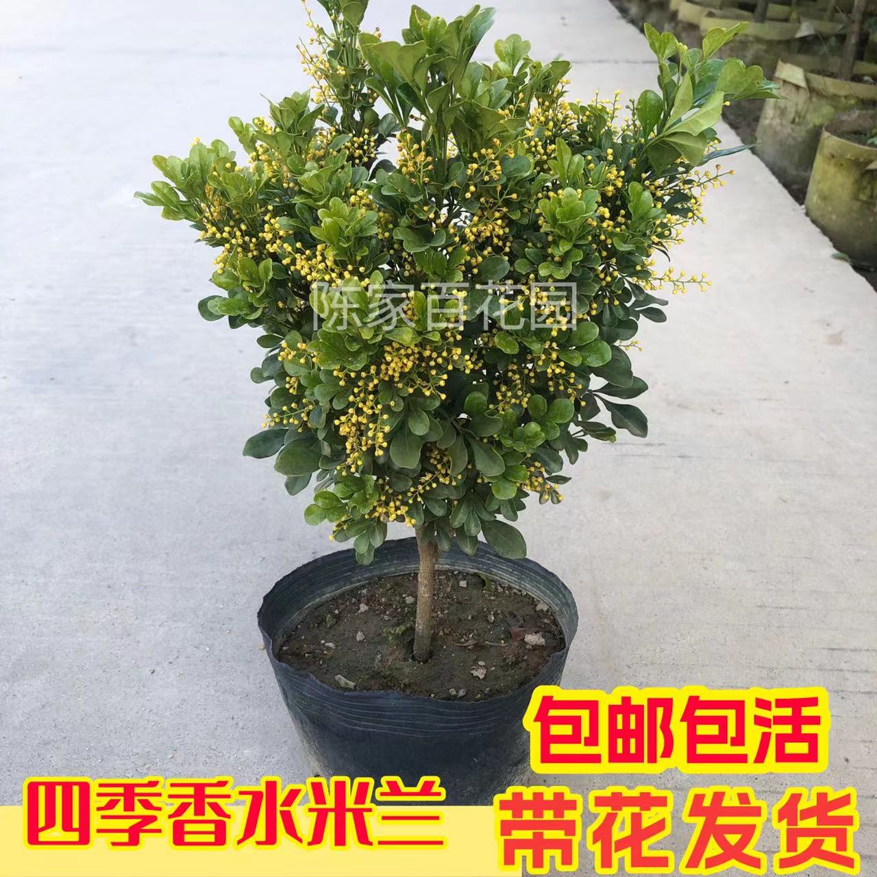 米兰花盆栽浓香型花苗室内带花四季香水花卉四季开花净化空气植物