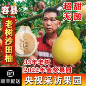 容县沙田柚新鲜水果纯甜柚子自良生态种植容县乾隆柚现摘