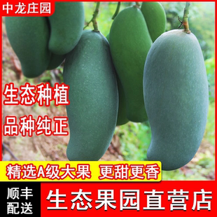 正宗田东大桂七青香芒果现摘包甜广西百色田东桂7新鲜大果中龙